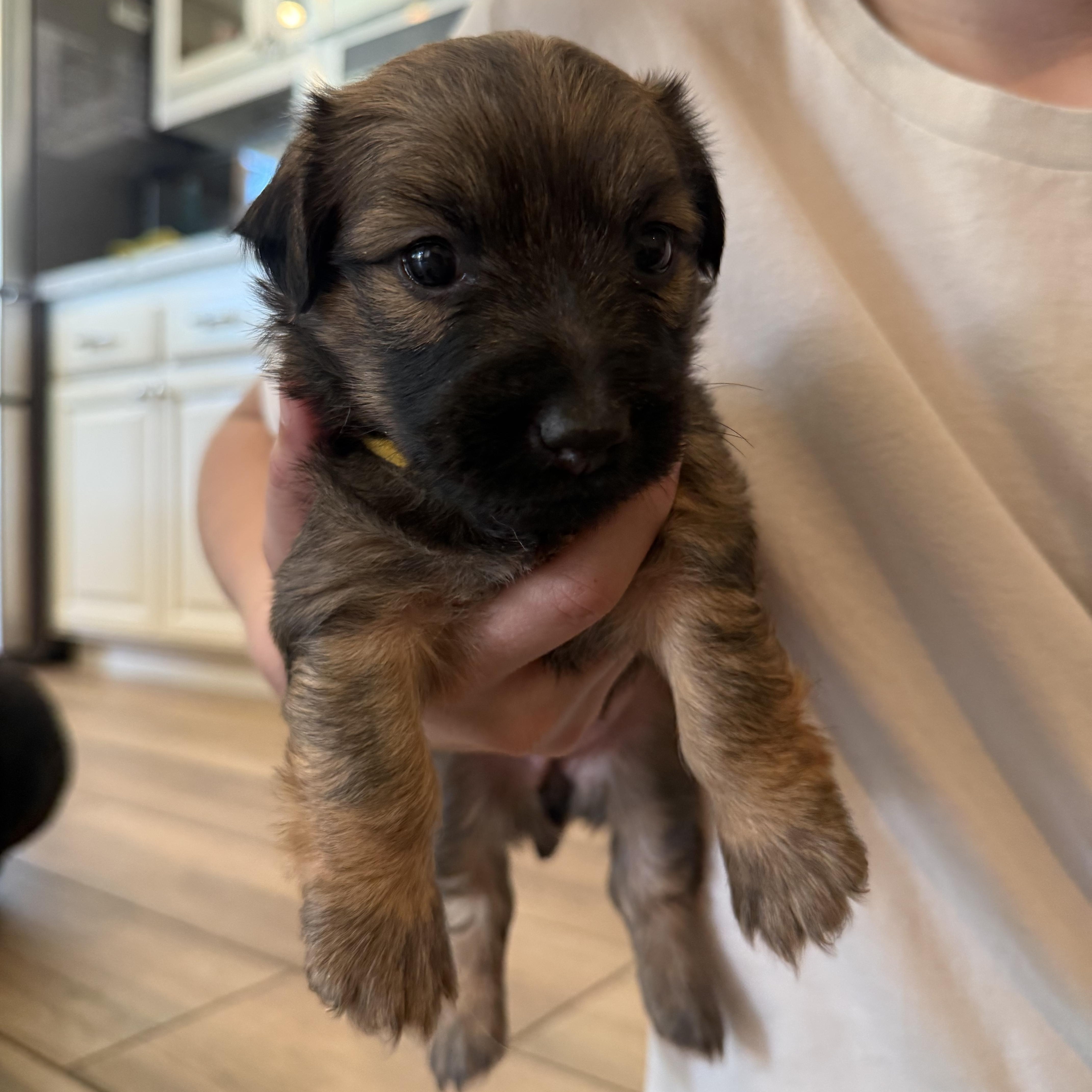 Enlarge R litter, a ADOPTABLE mixed breed in San Diego, CA image 5/6