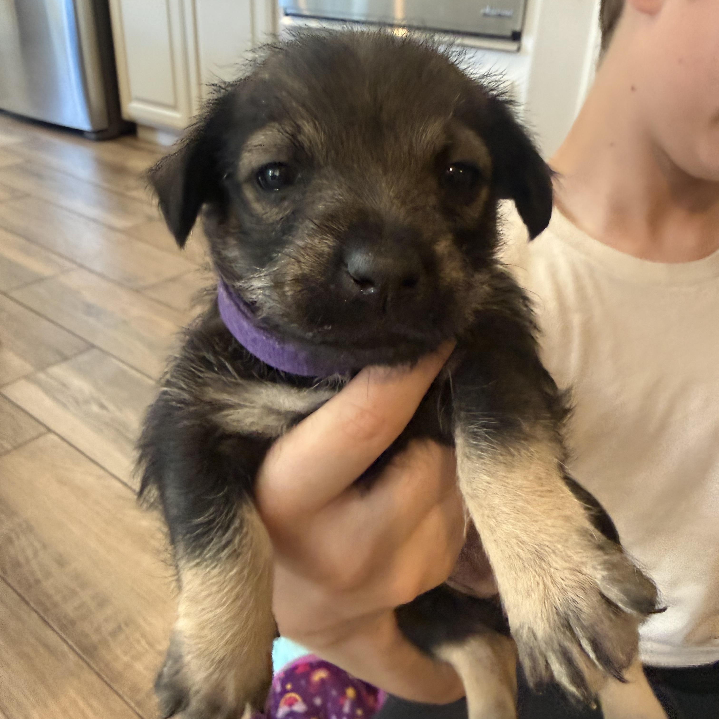 Enlarge R litter, a ADOPTABLE mixed breed in San Diego, CA image 3/6