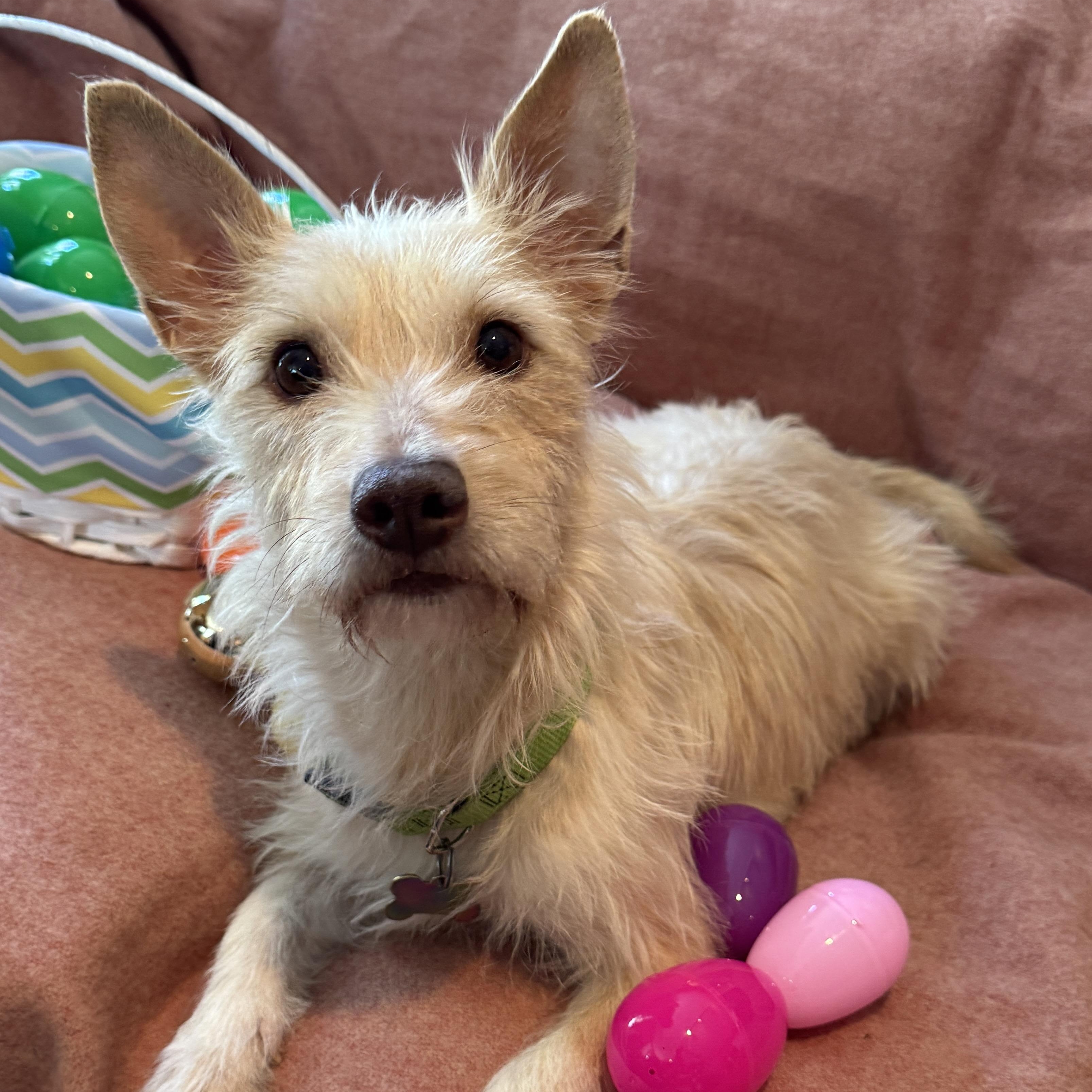 Enlarge R litter, a ADOPTABLE mixed breed in San Diego, CA image 6/6