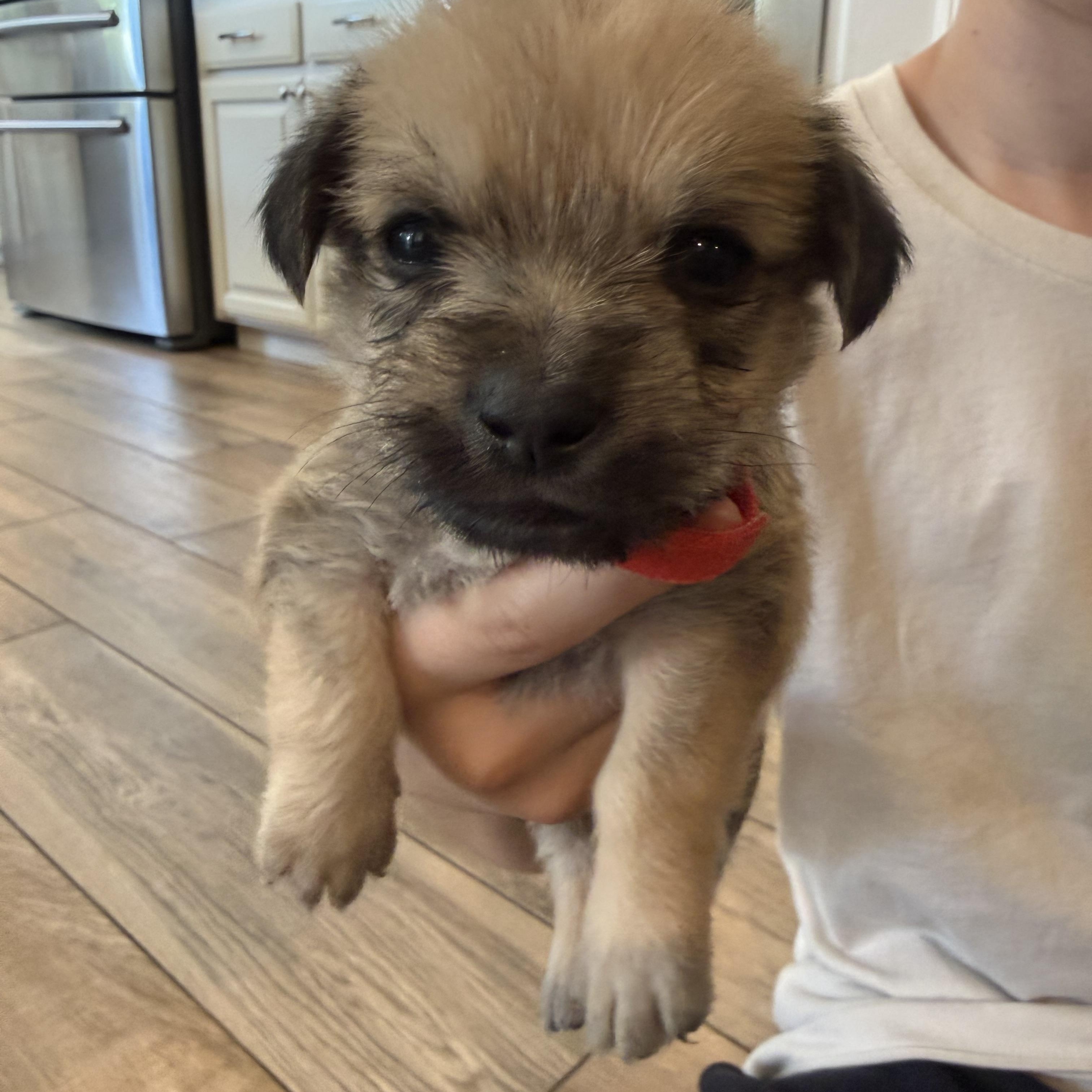 Enlarge R litter, a ADOPTABLE mixed breed in San Diego, CA image 2/6