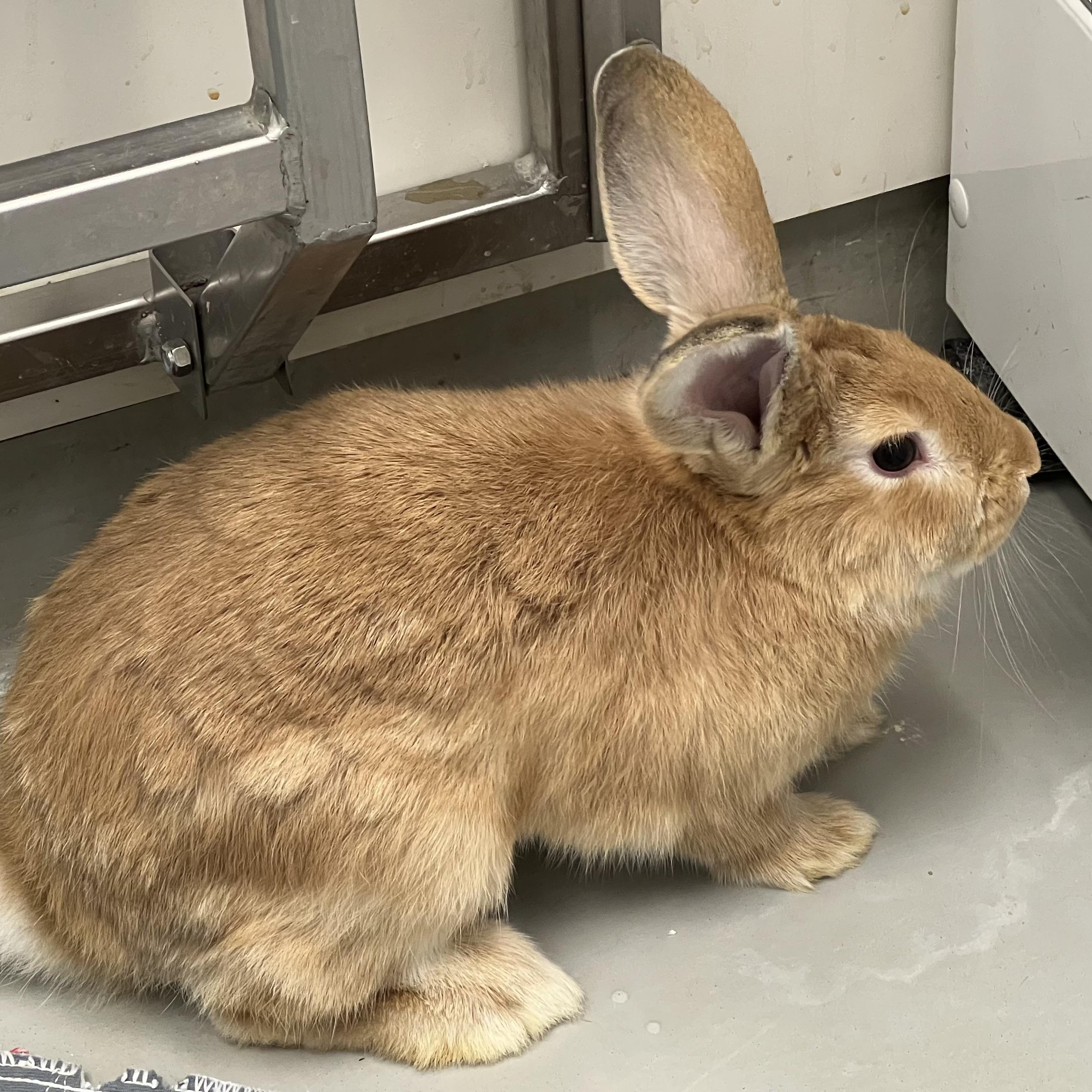 Enlarge Jeffrey, an adopted Flemish Giant in Medfield, MA image 4/4