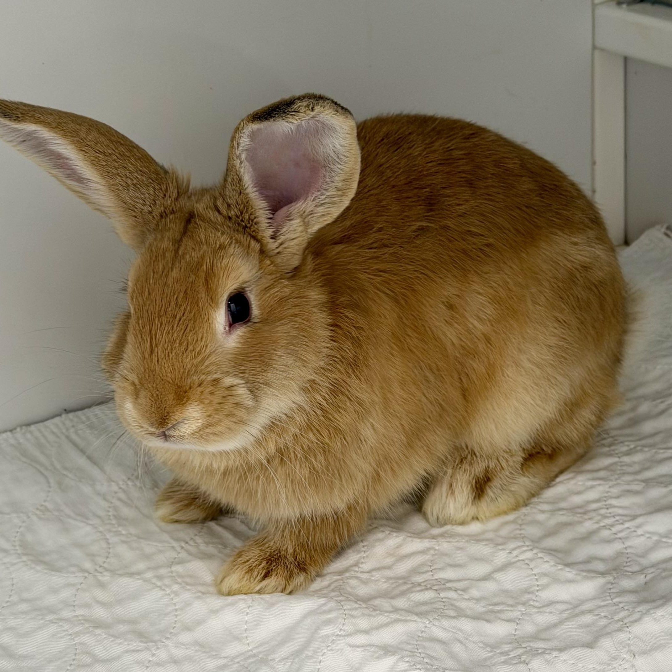 Enlarge Jeffrey, an adopted Flemish Giant in Medfield, MA image 1/4
