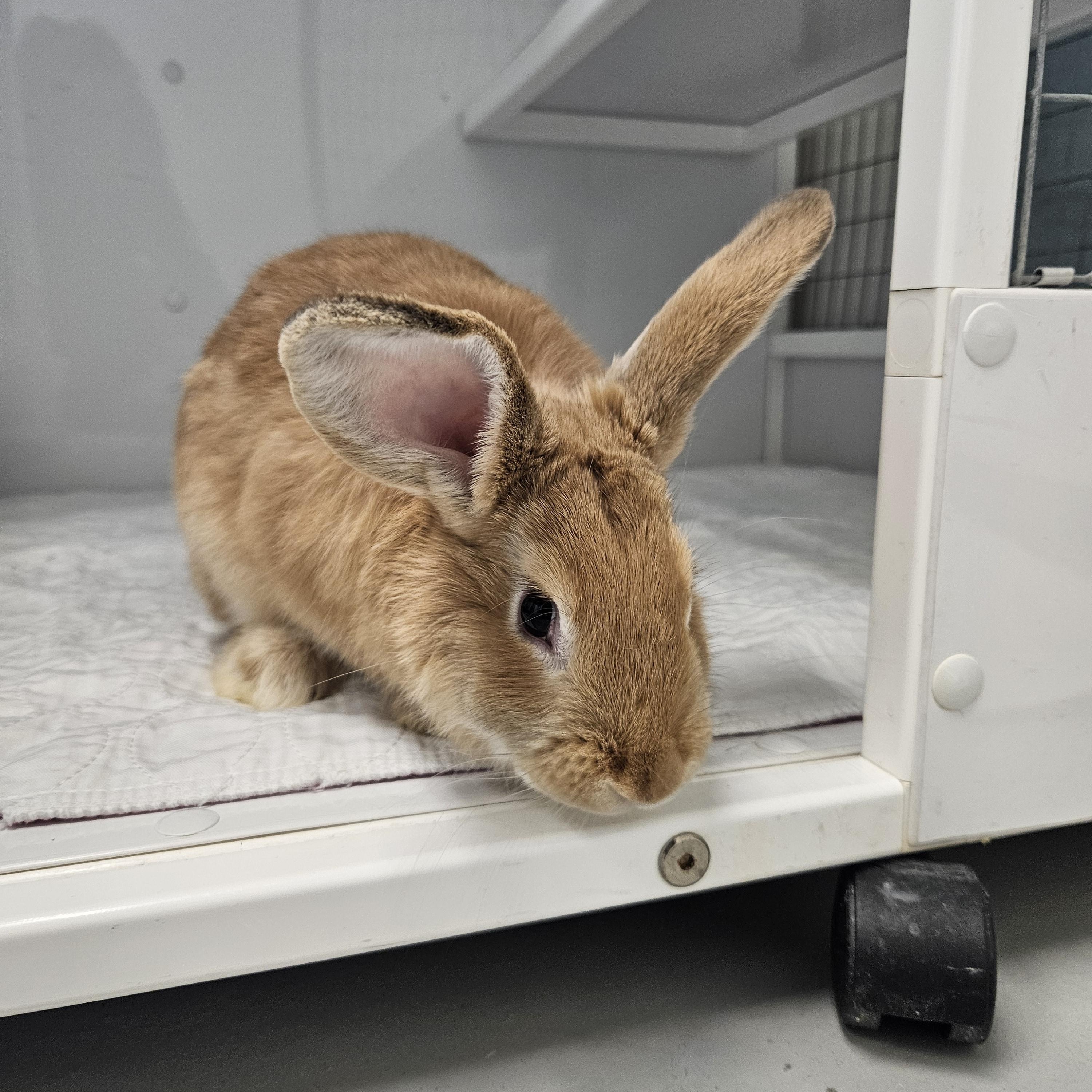 Enlarge Jeffrey, an adopted Flemish Giant in Medfield, MA image 2/4