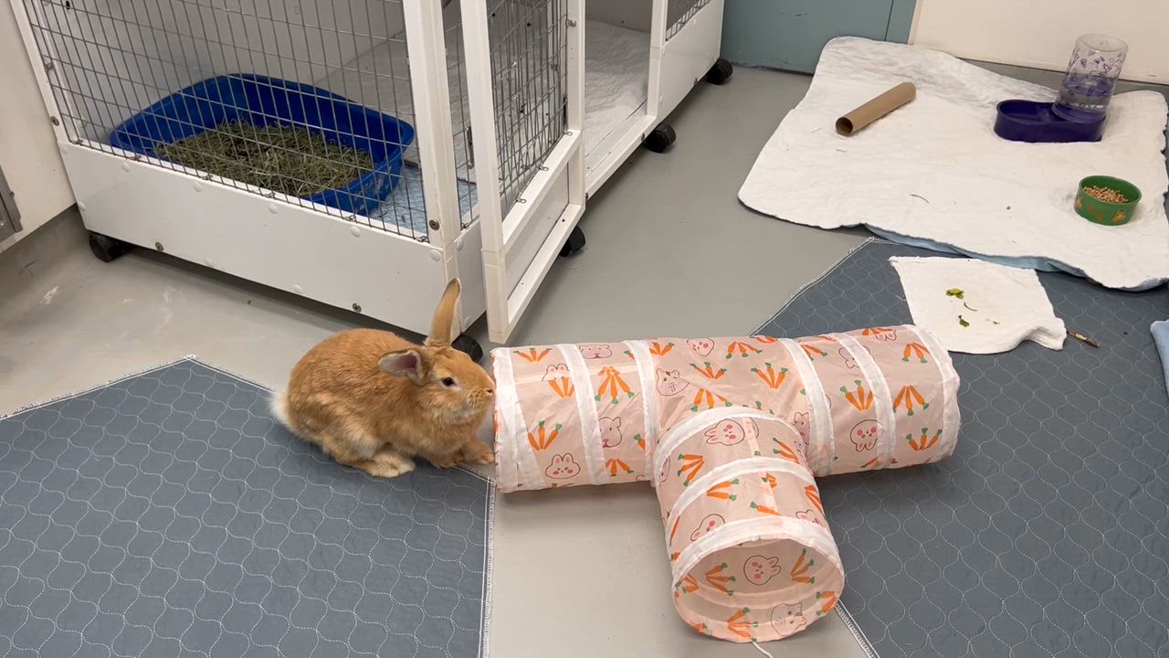 Enlarge Jeffrey, an adopted Flemish Giant in Medfield, MA video 3/4