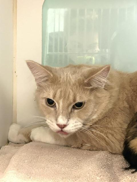 Caramel, Adoptable, Adult Male Domestic Short Hair.