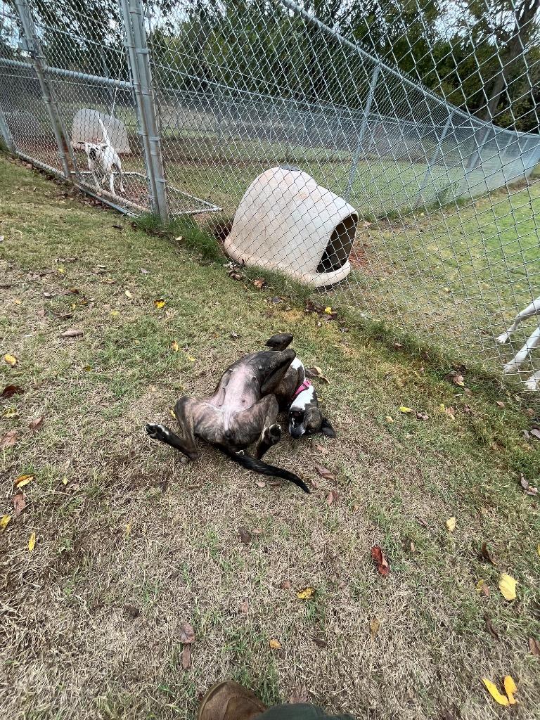 Enlarge Candy, a Adopted mixed breed in Noble, OK image 1/6
