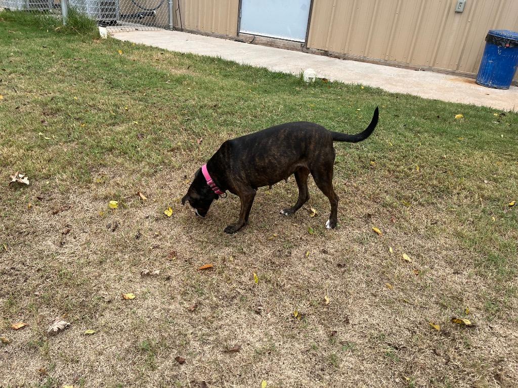 Enlarge Candy, a Adopted mixed breed in Noble, OK image 2/6