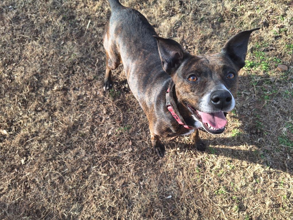 Enlarge Candy, a Adopted mixed breed in Noble, OK image 4/6