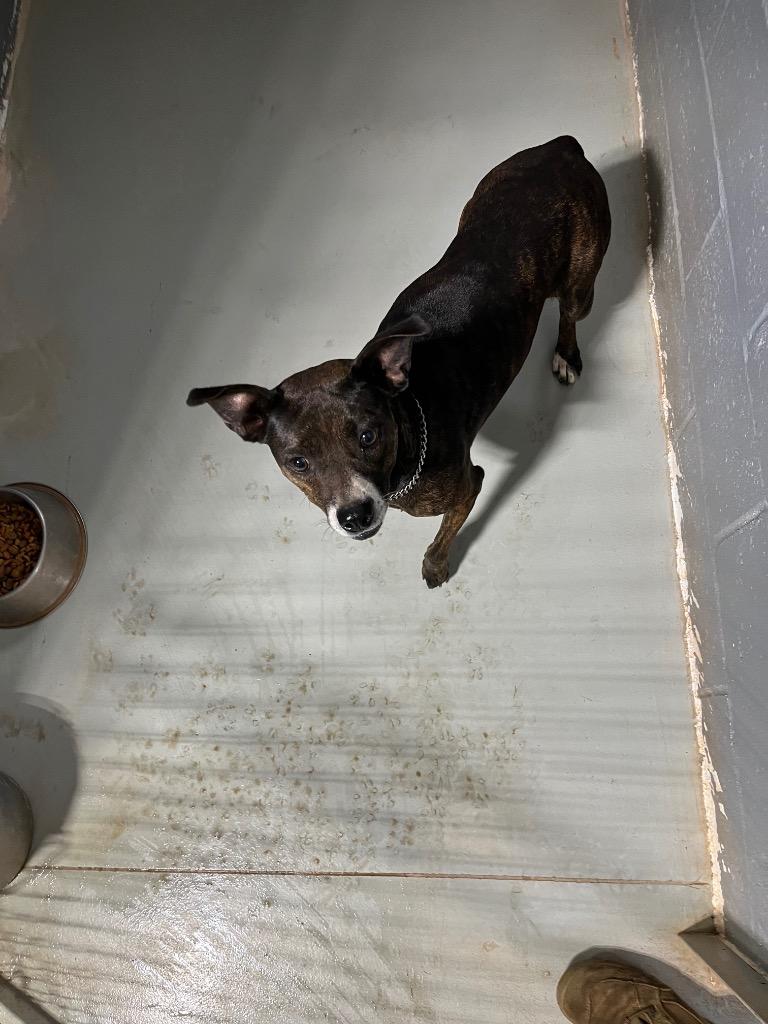 Enlarge Candy, a Adopted mixed breed in Noble, OK image 5/6