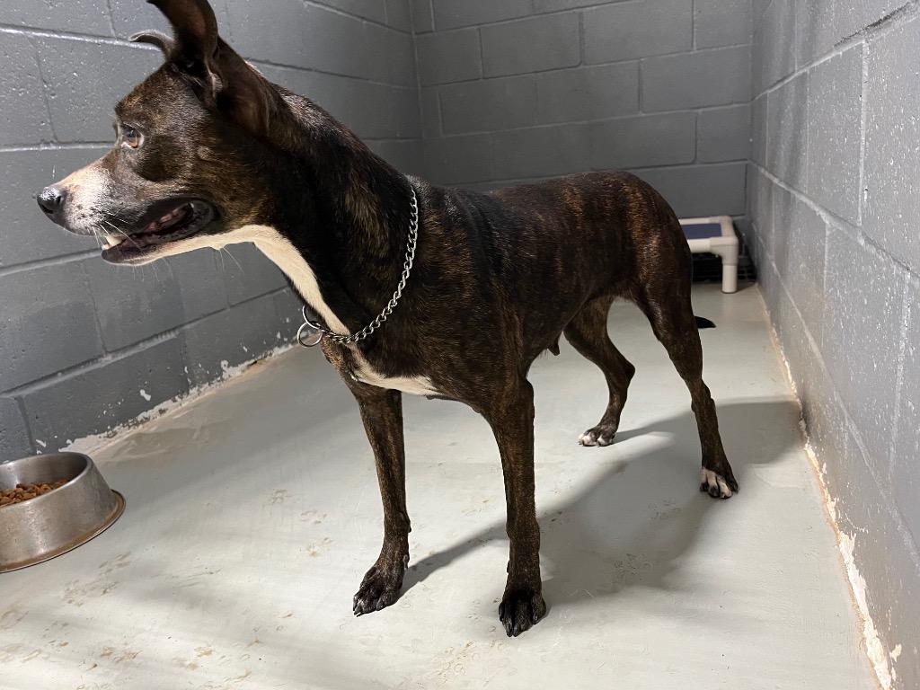 Enlarge Candy, a Adopted mixed breed in Noble, OK image 6/6