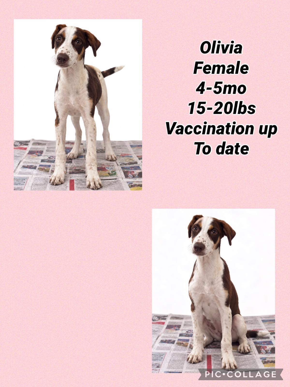 Olivia, Adoptable, Young Female Pointer & Hound.