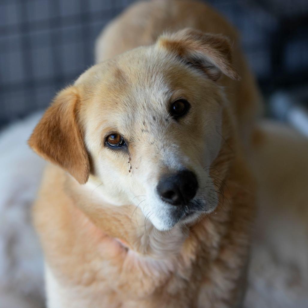 Daisy Lou (JN26-01), a Adoptable mixed breed in Peyton, CO image 1/5