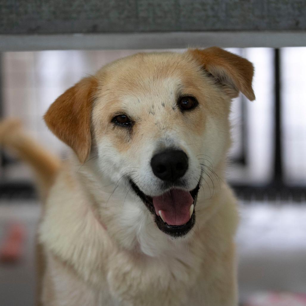 Daisy Lou (JN26-01), a Adoptable mixed breed in Peyton, CO image 2/5