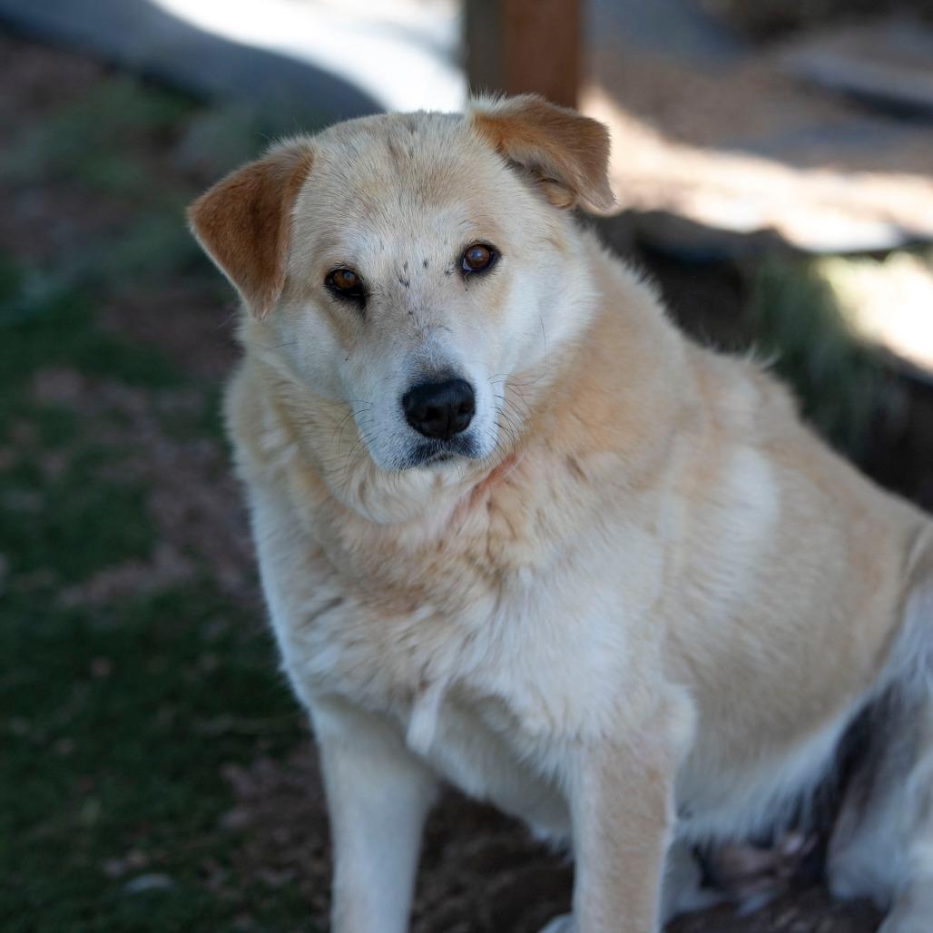 Daisy Lou (JN26-01), a Adoptable mixed breed in Peyton, CO image 3/5
