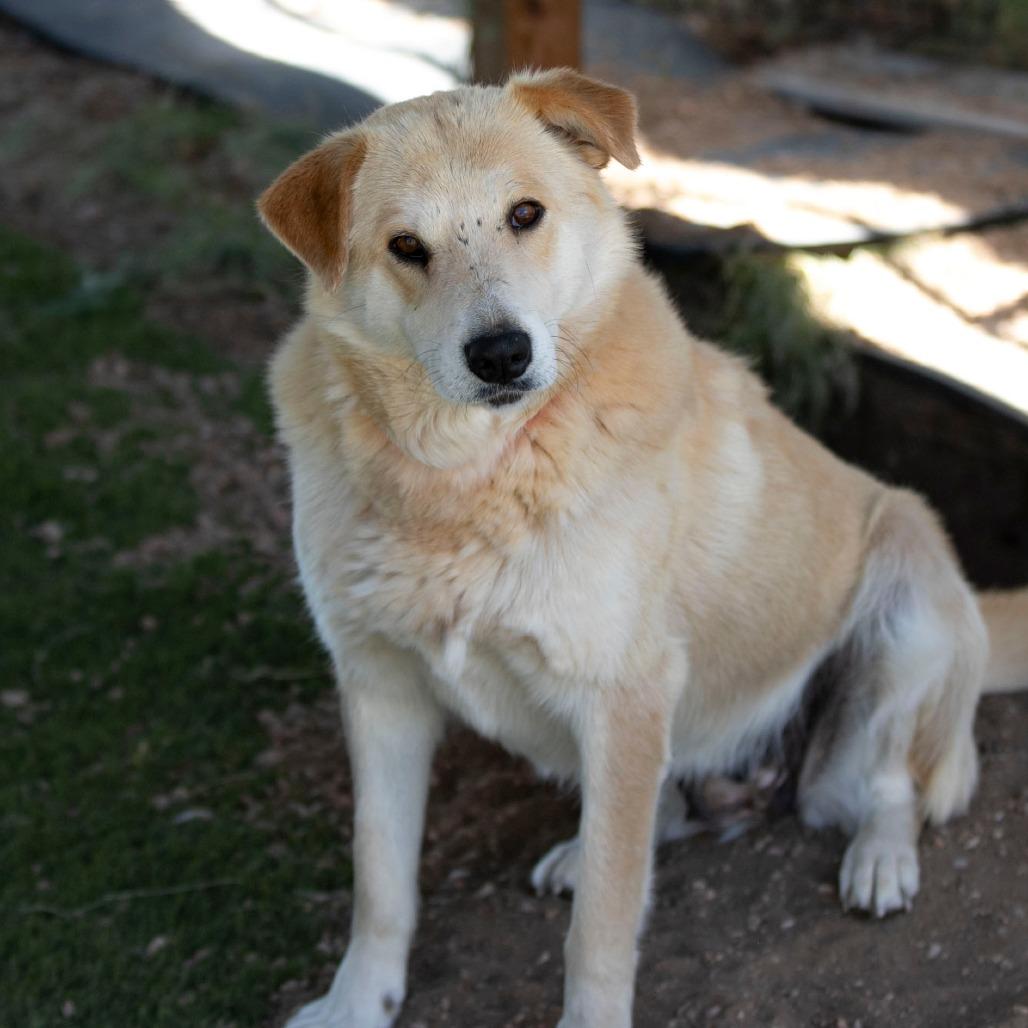 Daisy Lou (JN26-01), a Adoptable mixed breed in Peyton, CO image 4/5