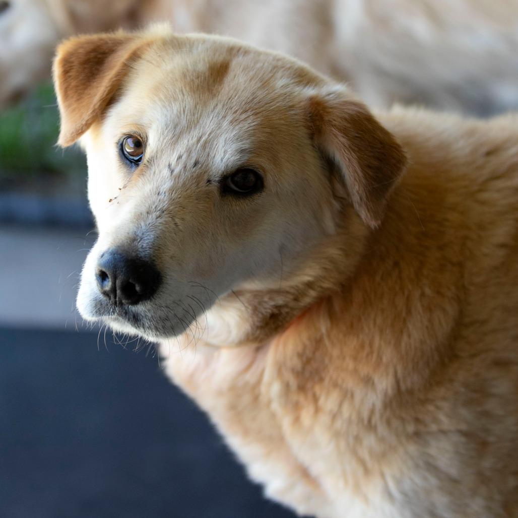 Daisy Lou (JN26-01), a Adoptable mixed breed in Peyton, CO image 5/5