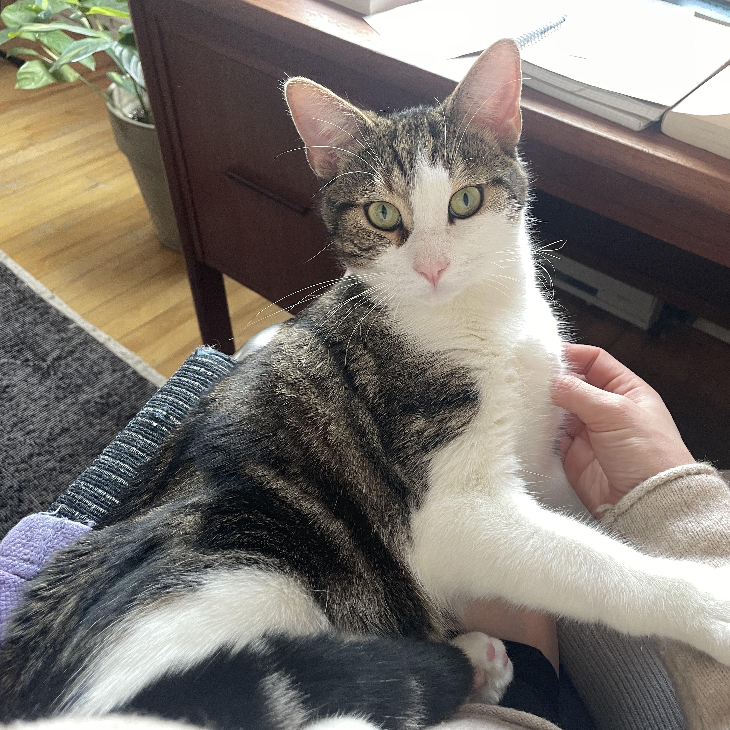 Gustavo, ADOPTABLE, Adult Male Domestic Short Hair.