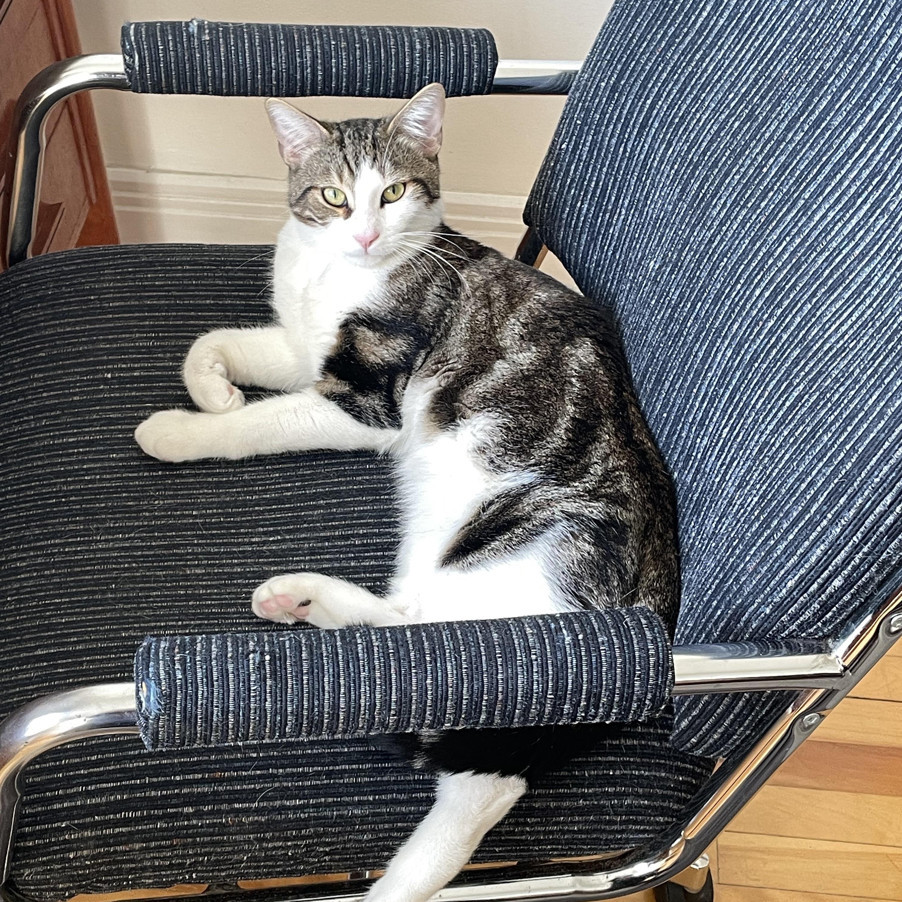 Enlarge Gustavo, a ADOPTABLE Domestic Short Hair in Montreal, QC image 4/5