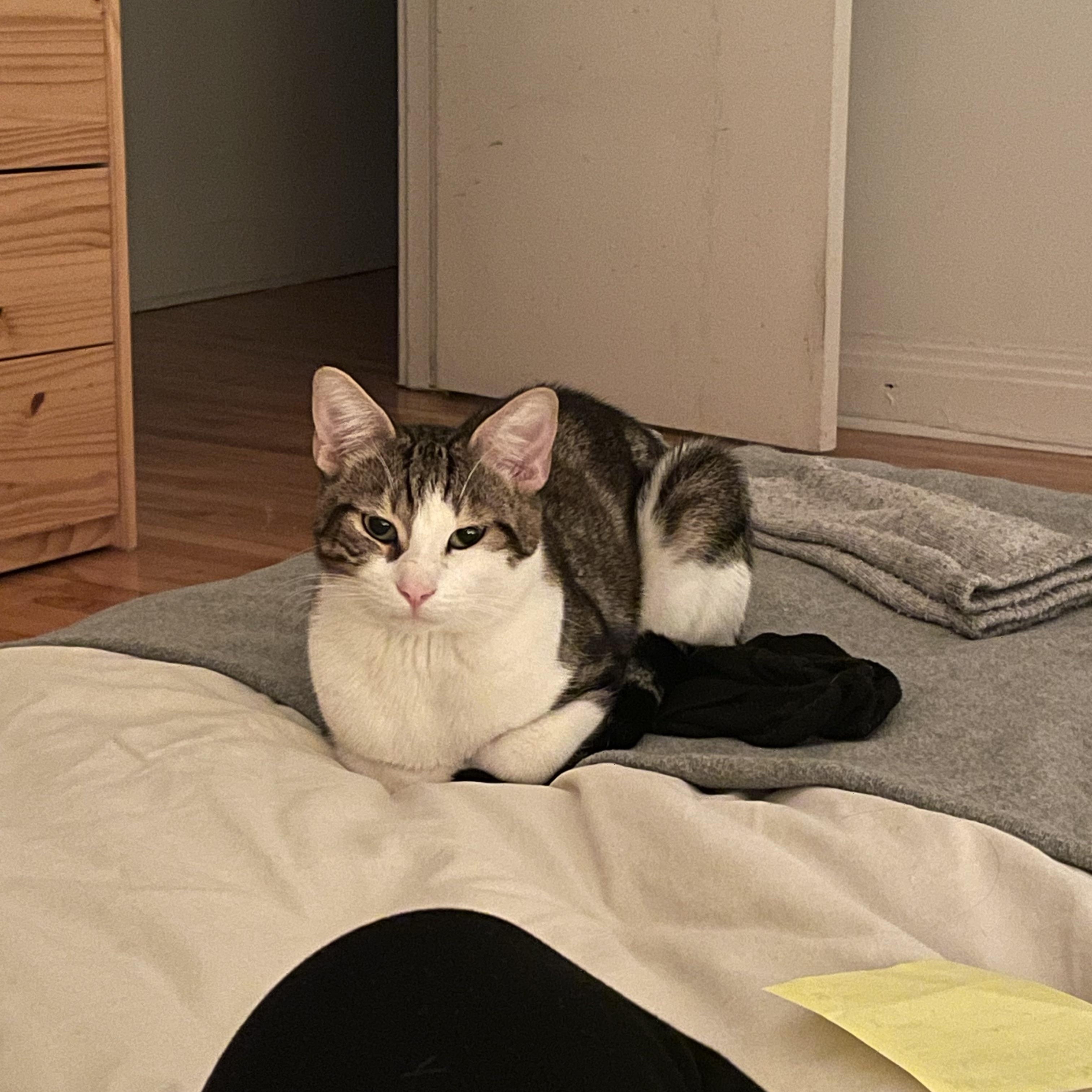 Enlarge Gustavo, a ADOPTABLE Domestic Short Hair in Montreal, QC image 2/5