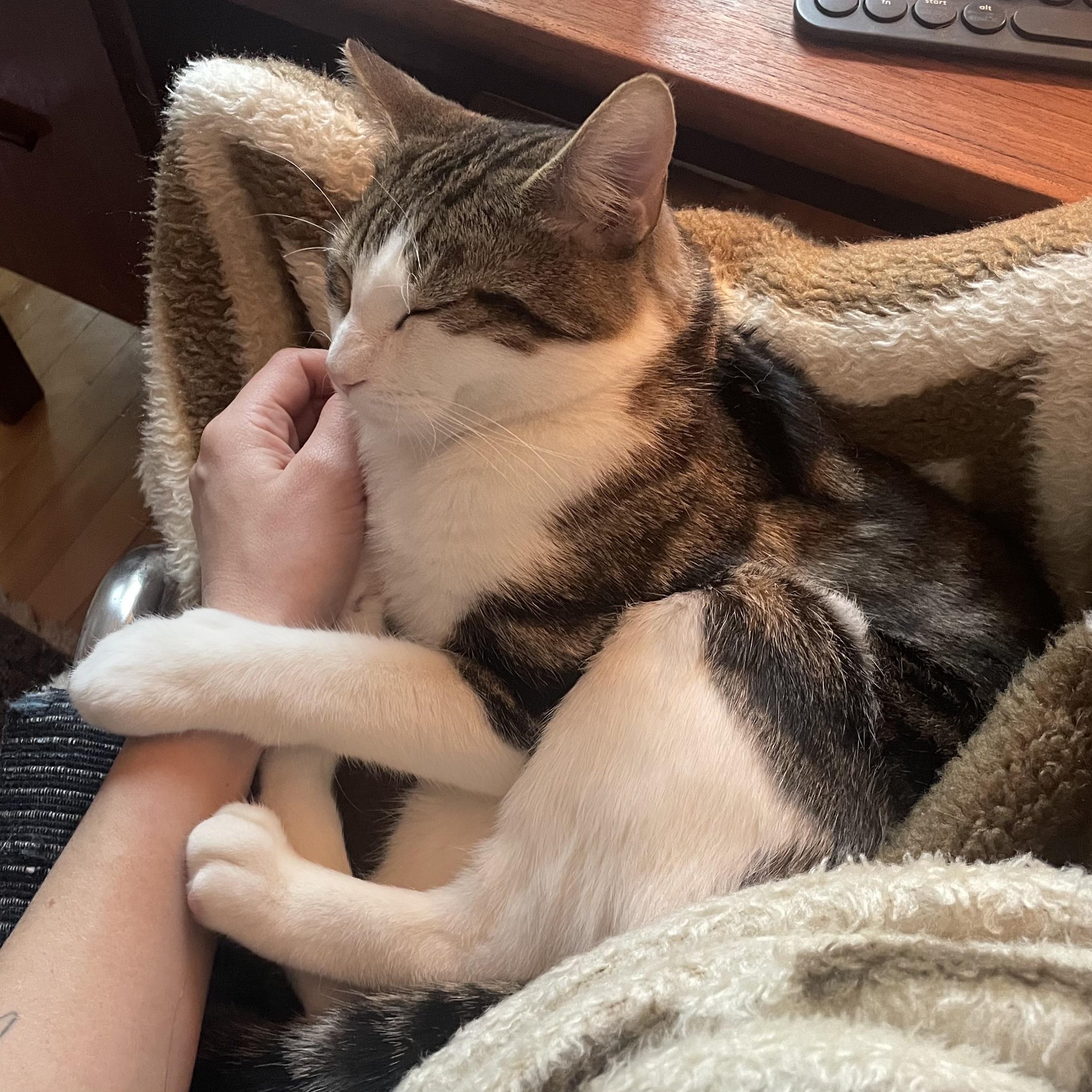 Enlarge Gustavo, a ADOPTABLE Domestic Short Hair in Montreal, QC image 5/5