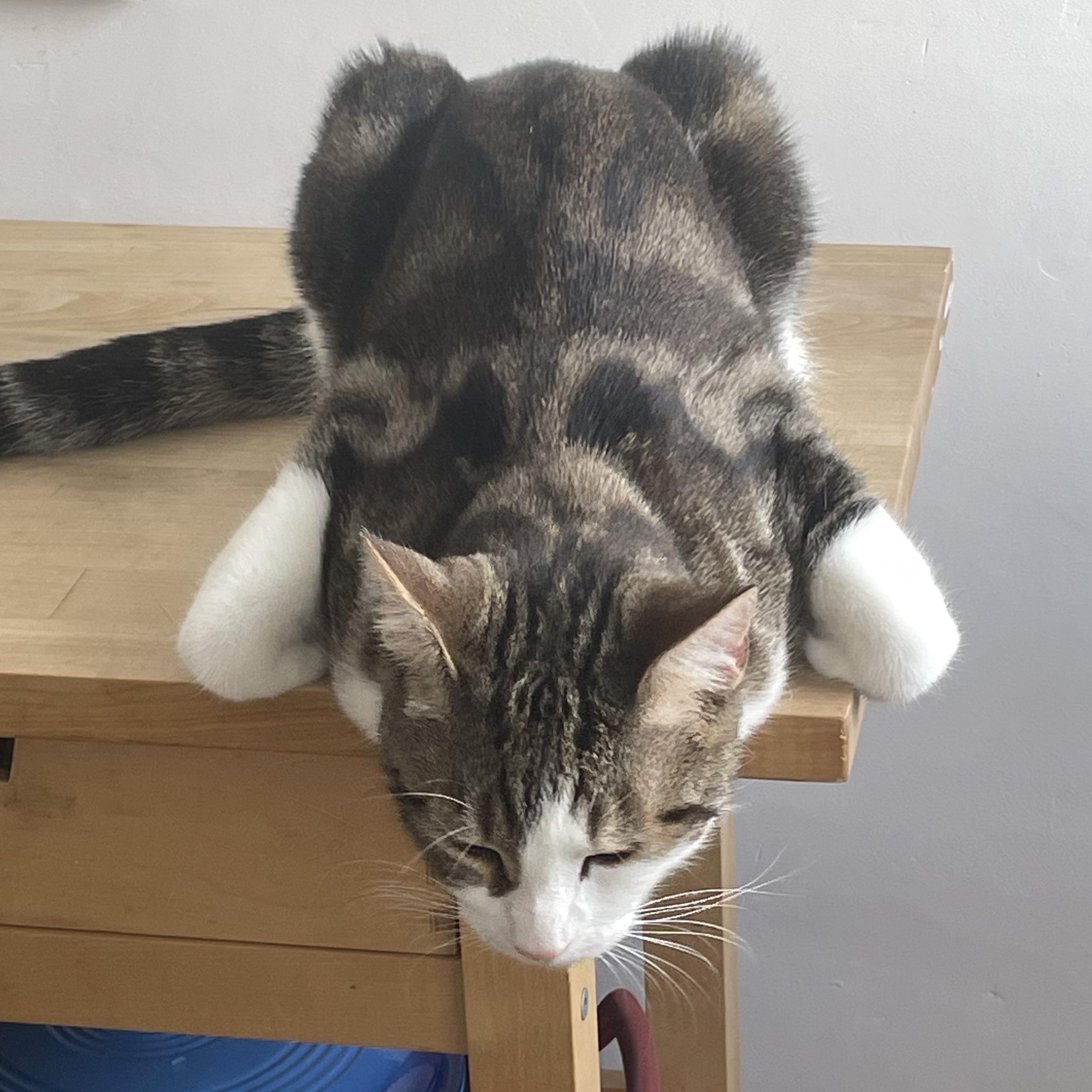 Enlarge Gustavo, a ADOPTABLE Domestic Short Hair in Montreal, QC image 3/5