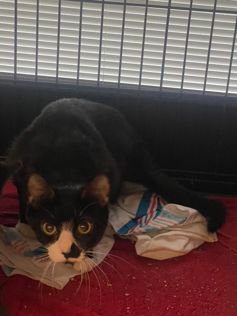 Enlarge SKADI (MOM 2), a Adoptable mixed breed in Wintersville, OH image 1/6