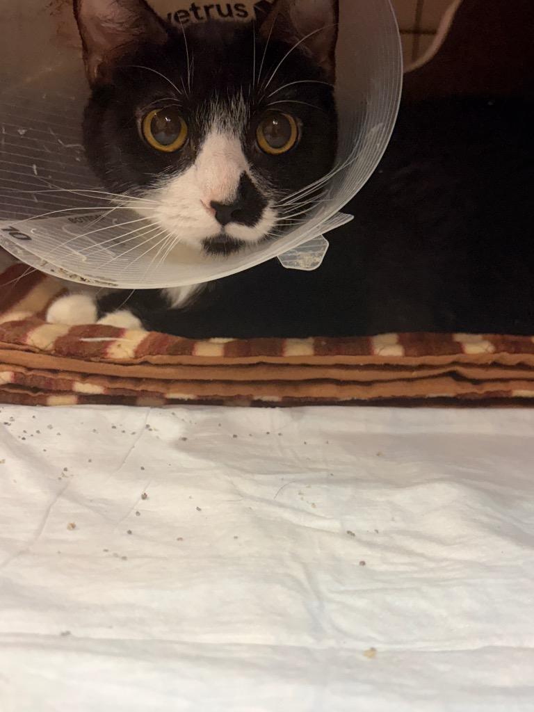 Enlarge SKADI (MOM 2), a Adoptable mixed breed in Wintersville, OH image 3/6