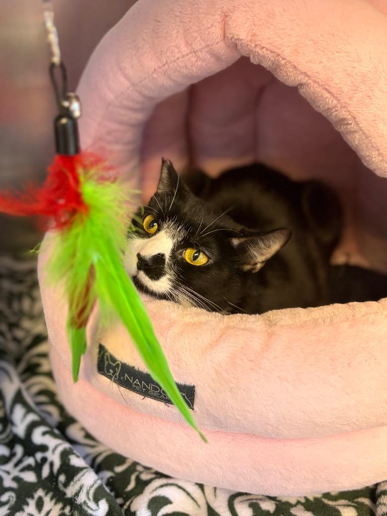 Enlarge SKADI (MOM 2), a Adoptable mixed breed in Wintersville, OH image 4/6