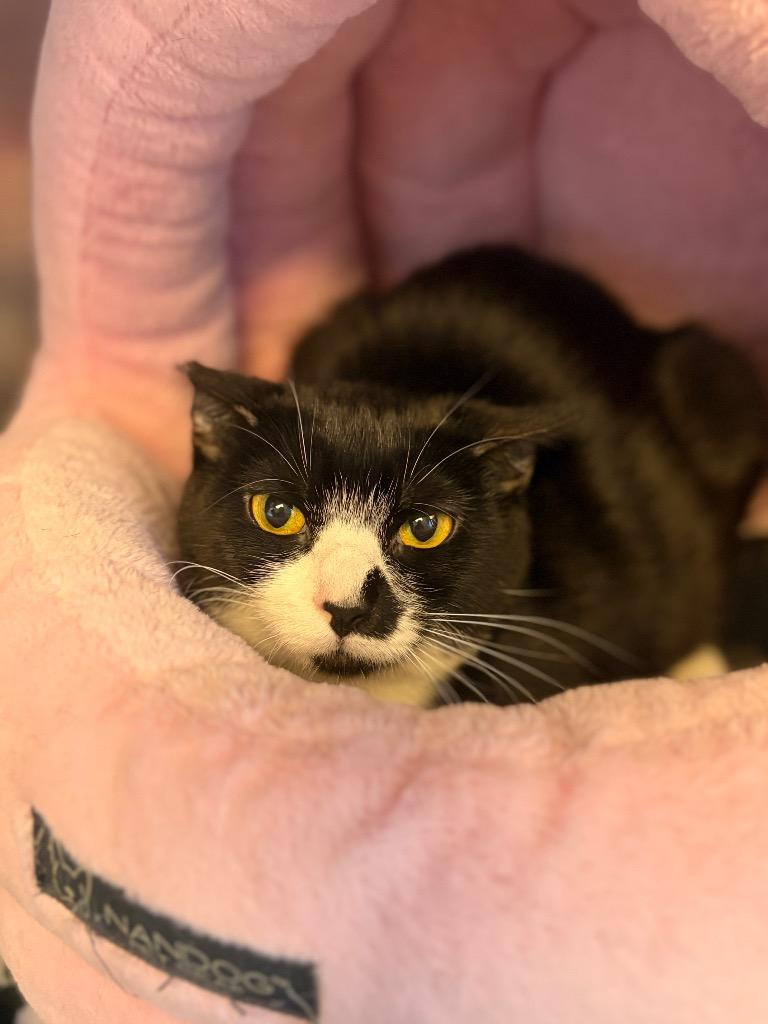 Enlarge SKADI (MOM 2), a Adoptable mixed breed in Wintersville, OH image 5/6