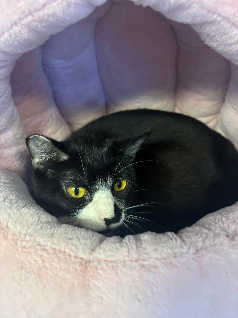 Enlarge SKADI (MOM 2), a Adoptable mixed breed in Wintersville, OH image 6/6