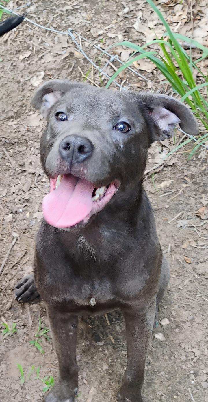 DUCKY, a ADOPTABLE mixed breed in Saint Jo, TX image 2/2