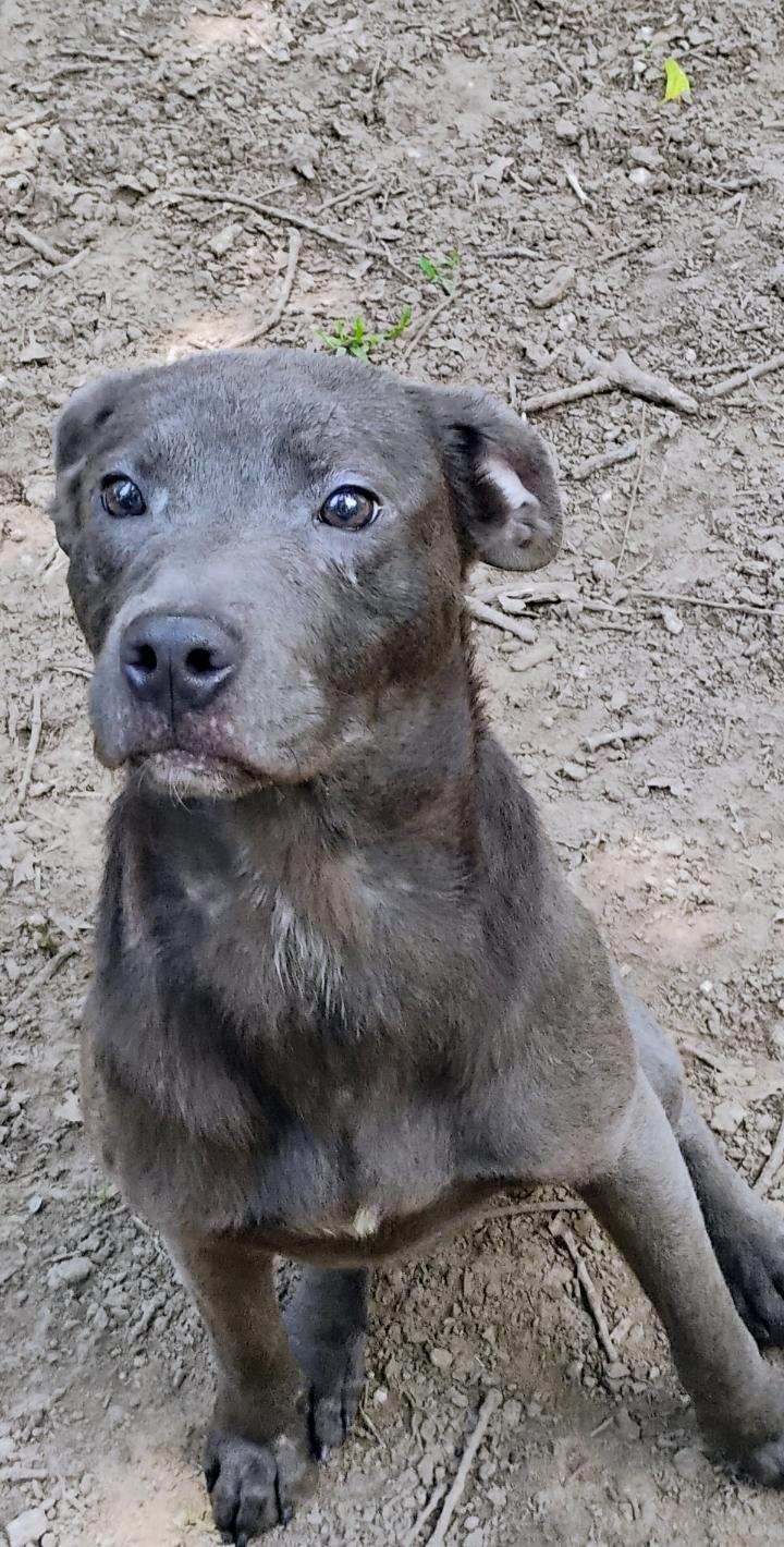 DUCKY, a ADOPTABLE mixed breed in Saint Jo, TX image 1/2