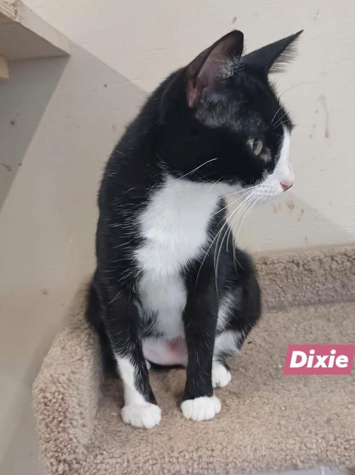 Enlarge Dixie, a Adoptable Domestic Short Hair in Walworth, WI image 1/1