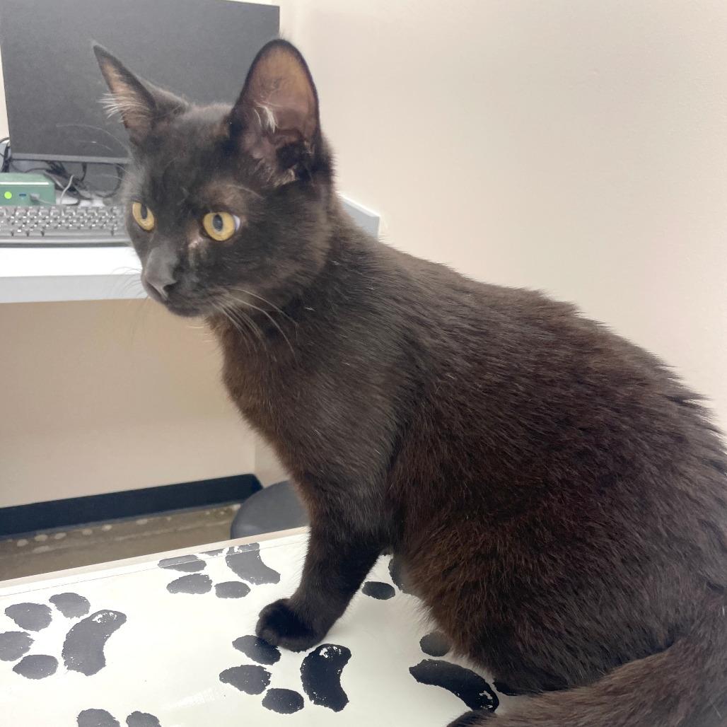 Cricket, Adoptable, Young Male Domestic Short Hair.