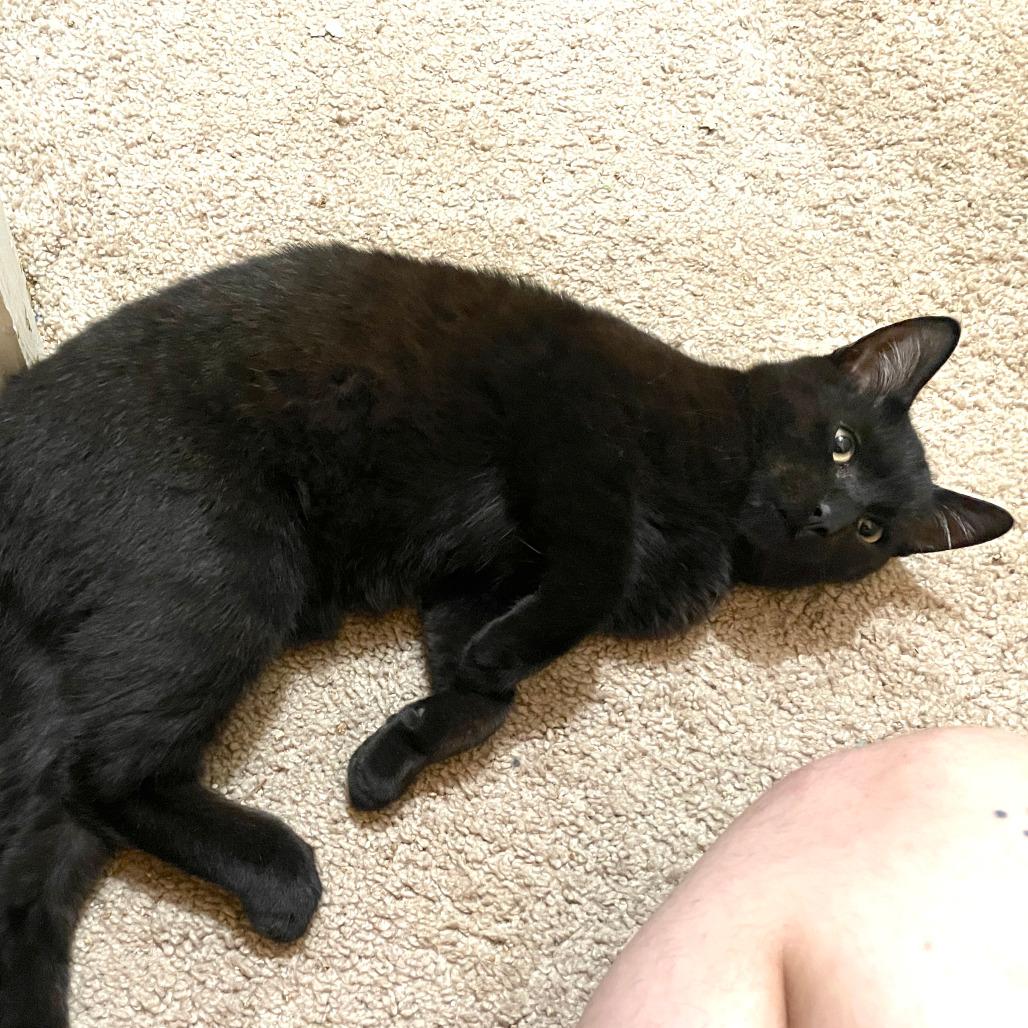 Enlarge Cricket, a Adoptable Domestic Short Hair in Houston, TX image 2/6