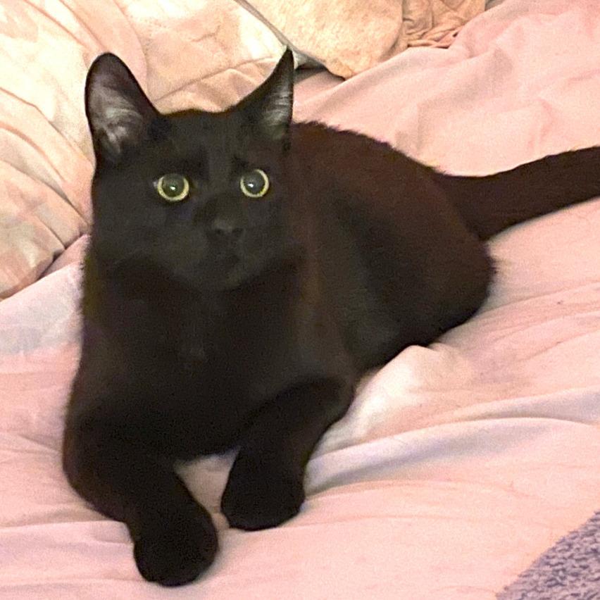 Enlarge Cricket, a Adoptable Domestic Short Hair in Houston, TX image 3/6