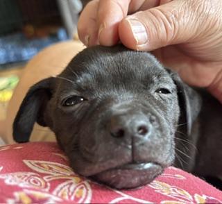 Zinnia, a ADOPTABLE mixed breed in Racine, WI image 2/4