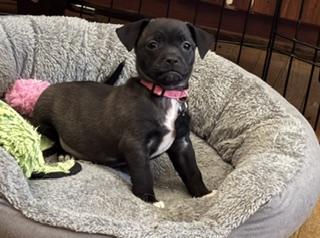 Zinnia, ADOPTABLE, Puppy Female Jack Russell Terrier.