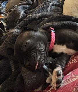 Zinnia, a ADOPTABLE mixed breed in Racine, WI image 3/4