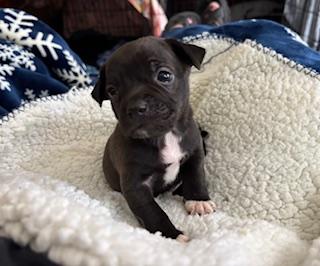 Zinnia, a ADOPTABLE mixed breed in Racine, WI image 4/4