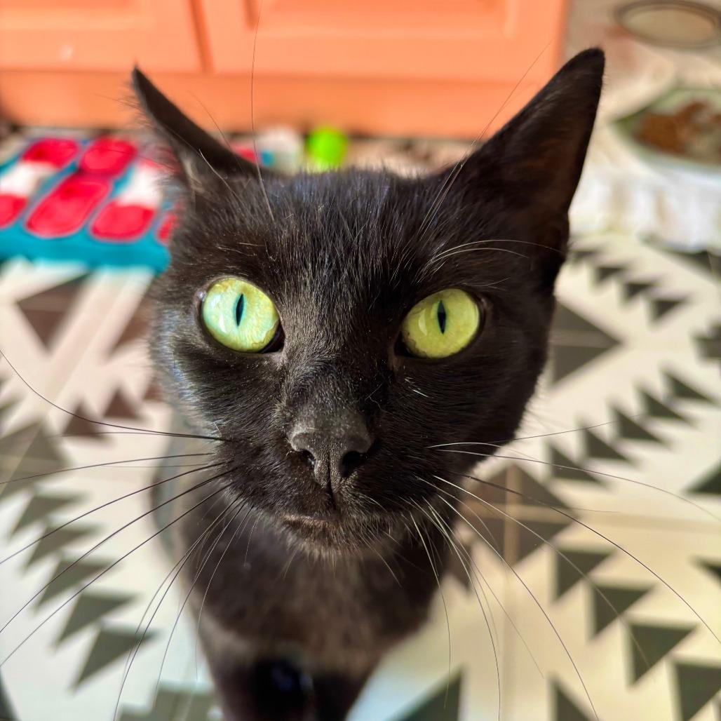 Alley, Adoptable, Adult Female Domestic Short Hair.