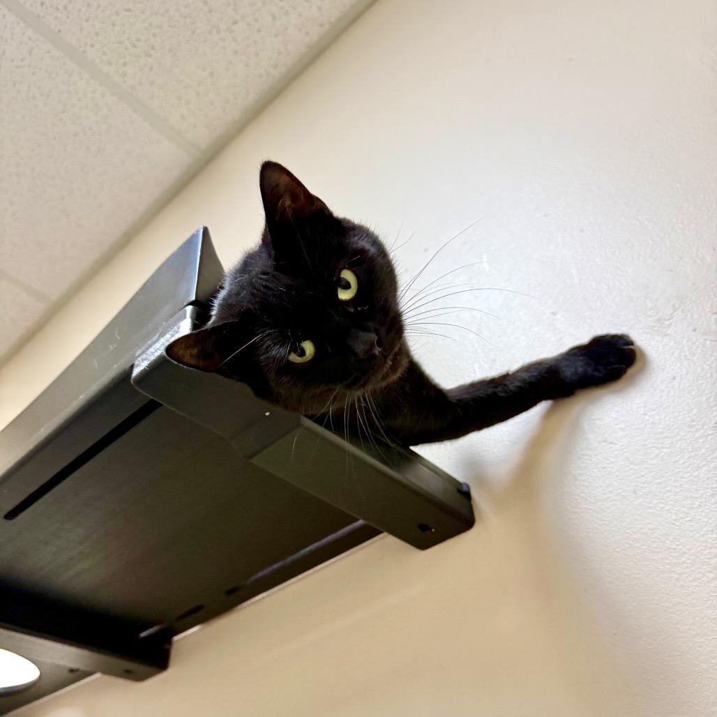 Enlarge Alley, a Adoptable Domestic Short Hair in Medina, OH image 3/6