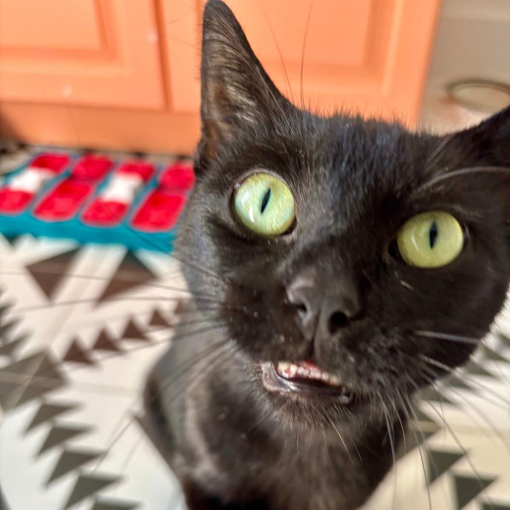 Alley, a Adoptable Domestic Short Hair in Medina, OH image 3/4