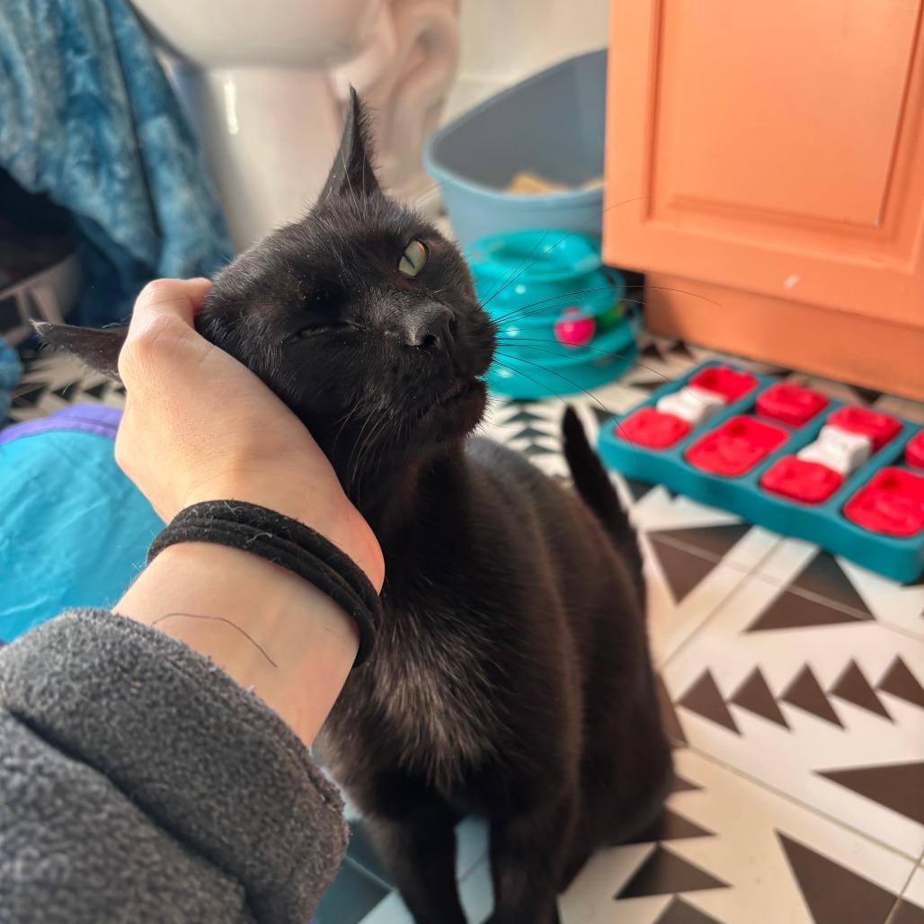 Alley, a Adoptable Domestic Short Hair in Medina, OH image 4/4