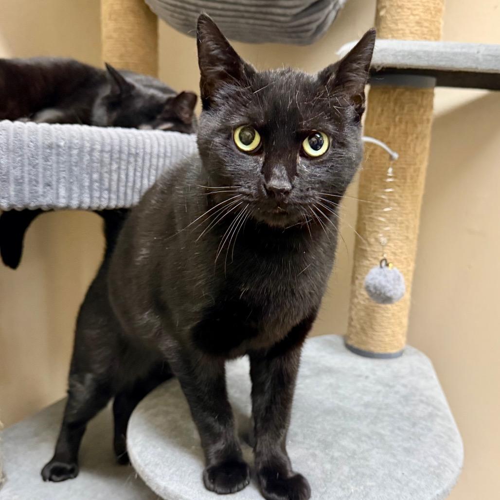 Enlarge Alley, a Adoptable Domestic Short Hair in Medina, OH image 5/5