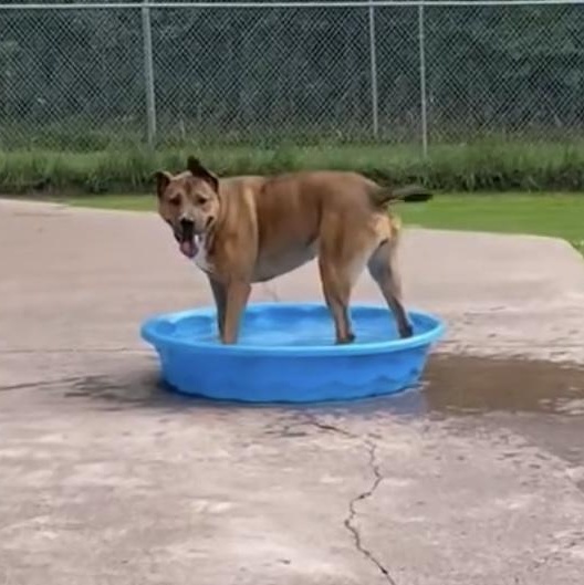 EMMA, a Adoptable Mixed Breed in Ontonagon, MI image 1/3