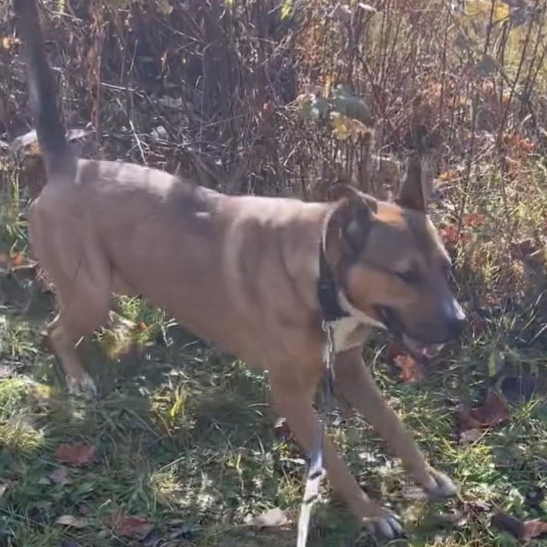 EMMA, a Adoptable Mixed Breed in Ontonagon, MI image 2/3