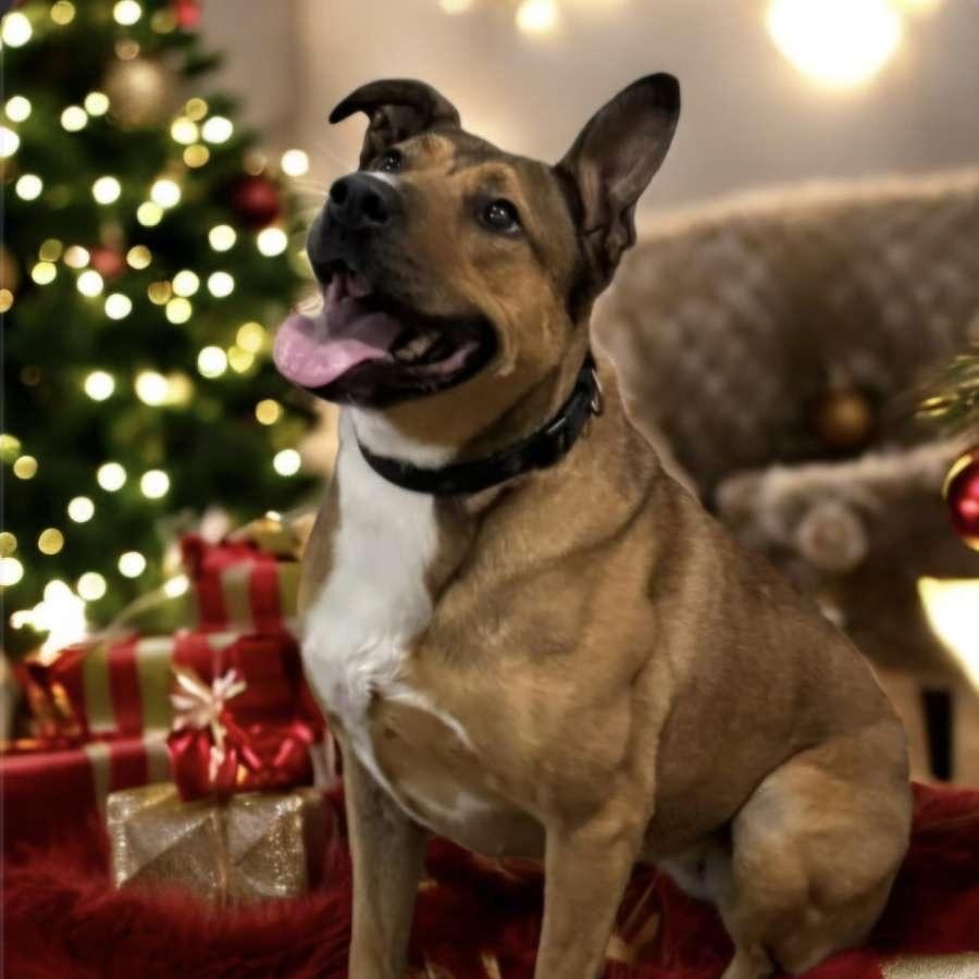 EMMA, a Adoptable Mixed Breed in Ontonagon, MI image 3/3