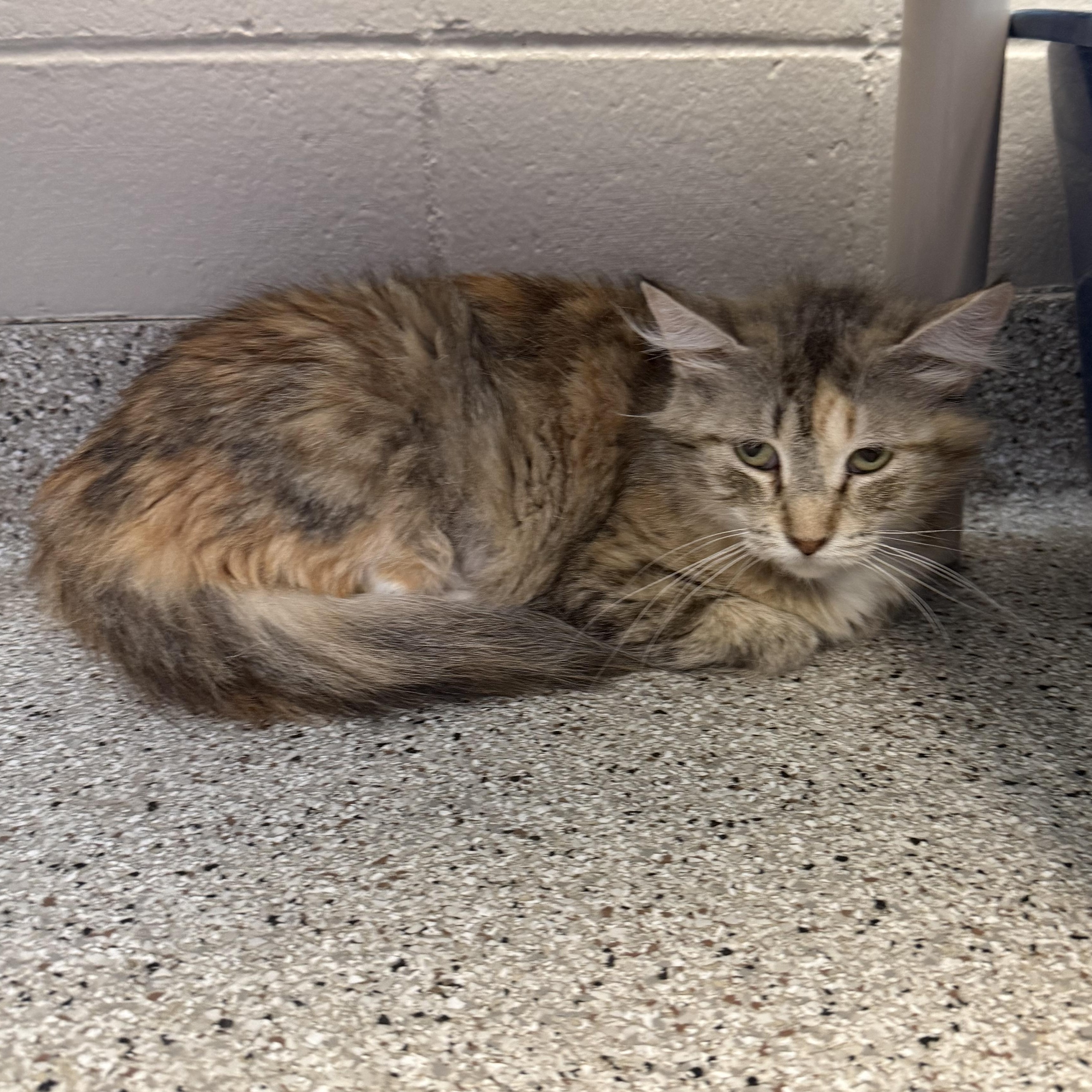 Nicki Meownaj, ADOPTABLE, Adult Female Domestic Medium Hair.