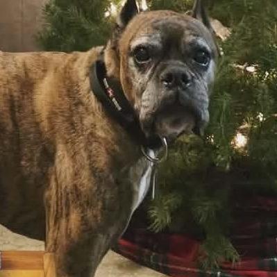 Enlarge Max, a Adoptable Boxer in Coos Bay, OR image 1/2
